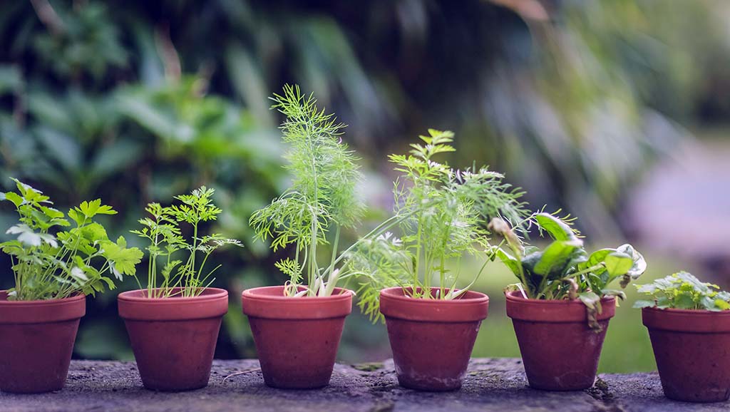 Growing Herbs